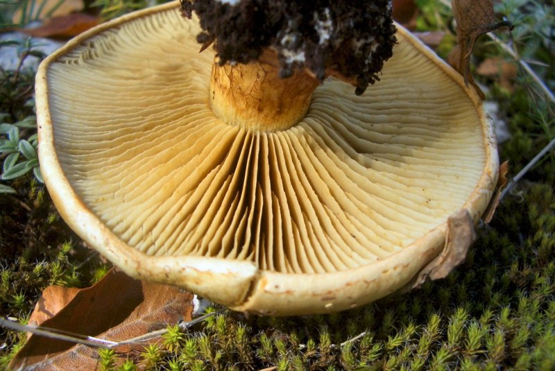 conferma per Cortinarius splendens